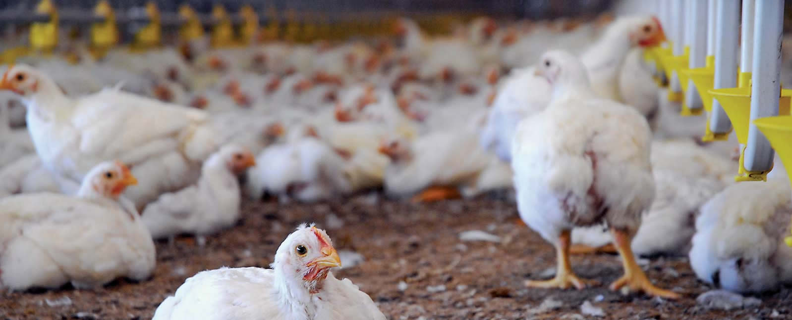 We sell and deliver live chickens -Slaughter chickens according to customer requirements